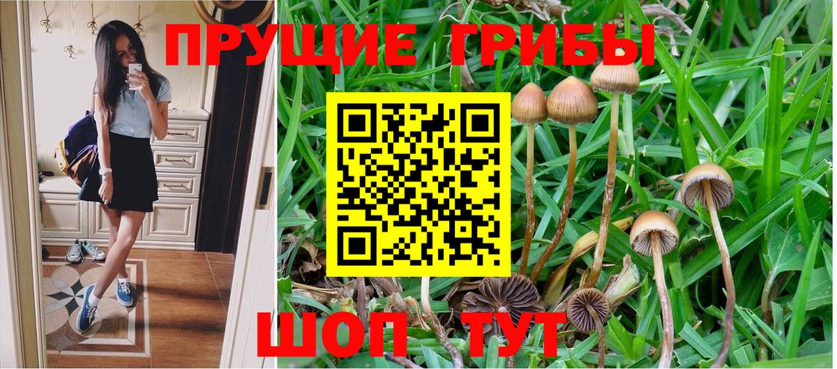 Псилоцибиновые грибы Psilocybine cubensis Ишим
